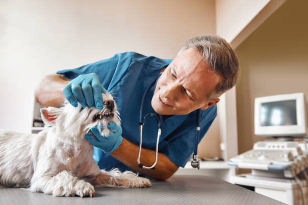 Best Emergency Treatment for Dental Infections or Abscesses in Pahoa, HI
